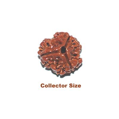 3 mukhi collector