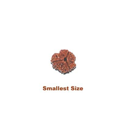 3 mukhi smallest