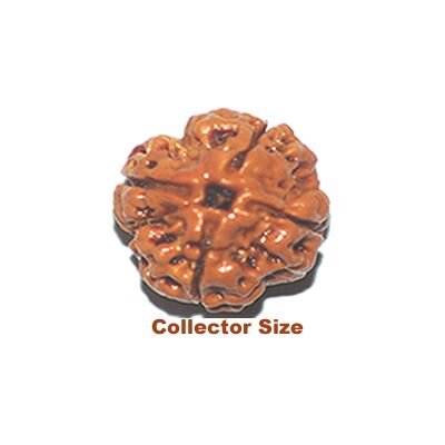 4 mukhi collector sizer