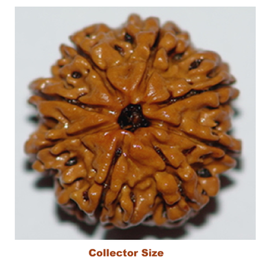 collector size eight mukhi rudraksha