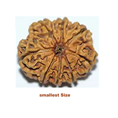 smallest eight mukhi