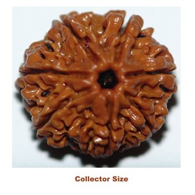 seven mukhi collector
