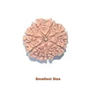 seven mukhi smallest