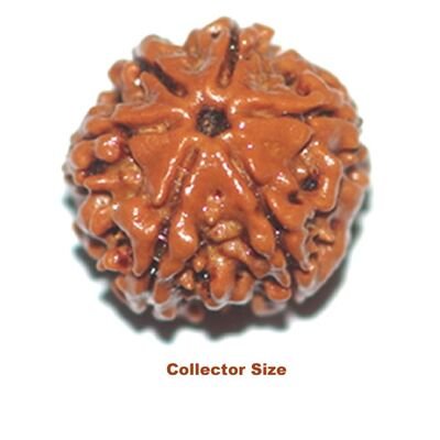 six mukhi large