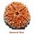 5 Mukhi general size