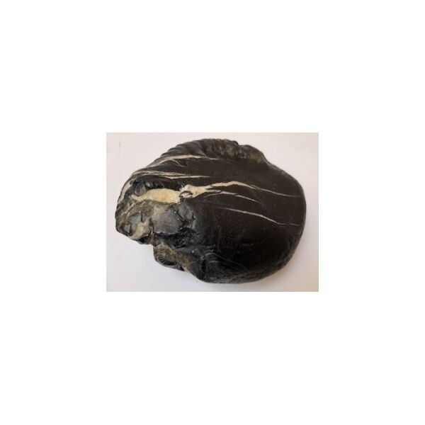 Shree Adbhut sweta ganga Mahadeva hari shaligram