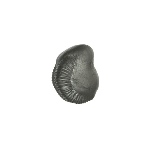 Shree Buddha Shaligram