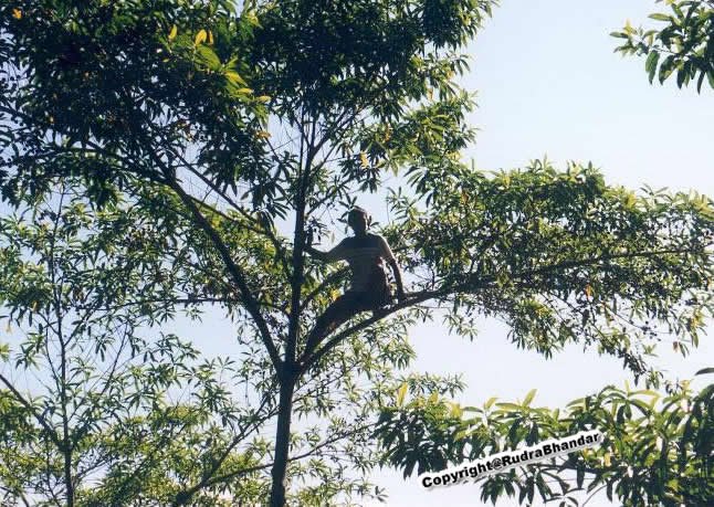 Rudraksha%20Tree%201