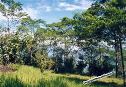 Rudraksha%20Tree%203